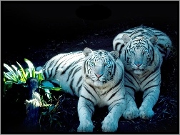 Tygrysy